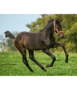 Online Licol poulain et shetland Shimmering Licols Pour Poneys & Poulains|Licols Synthétiques