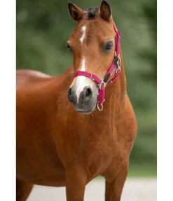 Sale Licol poulain et shetland Katy Licols Synthétiques|Licols En Cuir