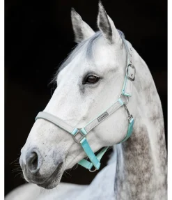 Outlet Licol réfléchissant Shiny Licols Pour Poneys & Poulains|Licols De Sécurité