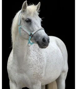 Outlet Licol réfléchissant Shiny Licols Pour Poneys & Poulains|Licols De Sécurité