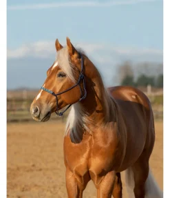 Discount Licol sans noeuds Bonny Licols À Noeuds