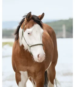 Hot Licol sans noeuds Bonny Licols À Noeuds