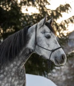 Licol éthologique Bo Licols À Noeuds