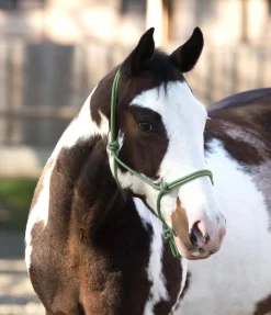 Online Licol éthologique Bo Licols À Noeuds