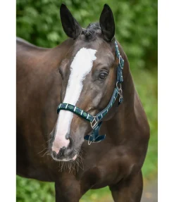 Best Licol tricolore Licols Pour Poneys & Poulains|Licols Synthétiques