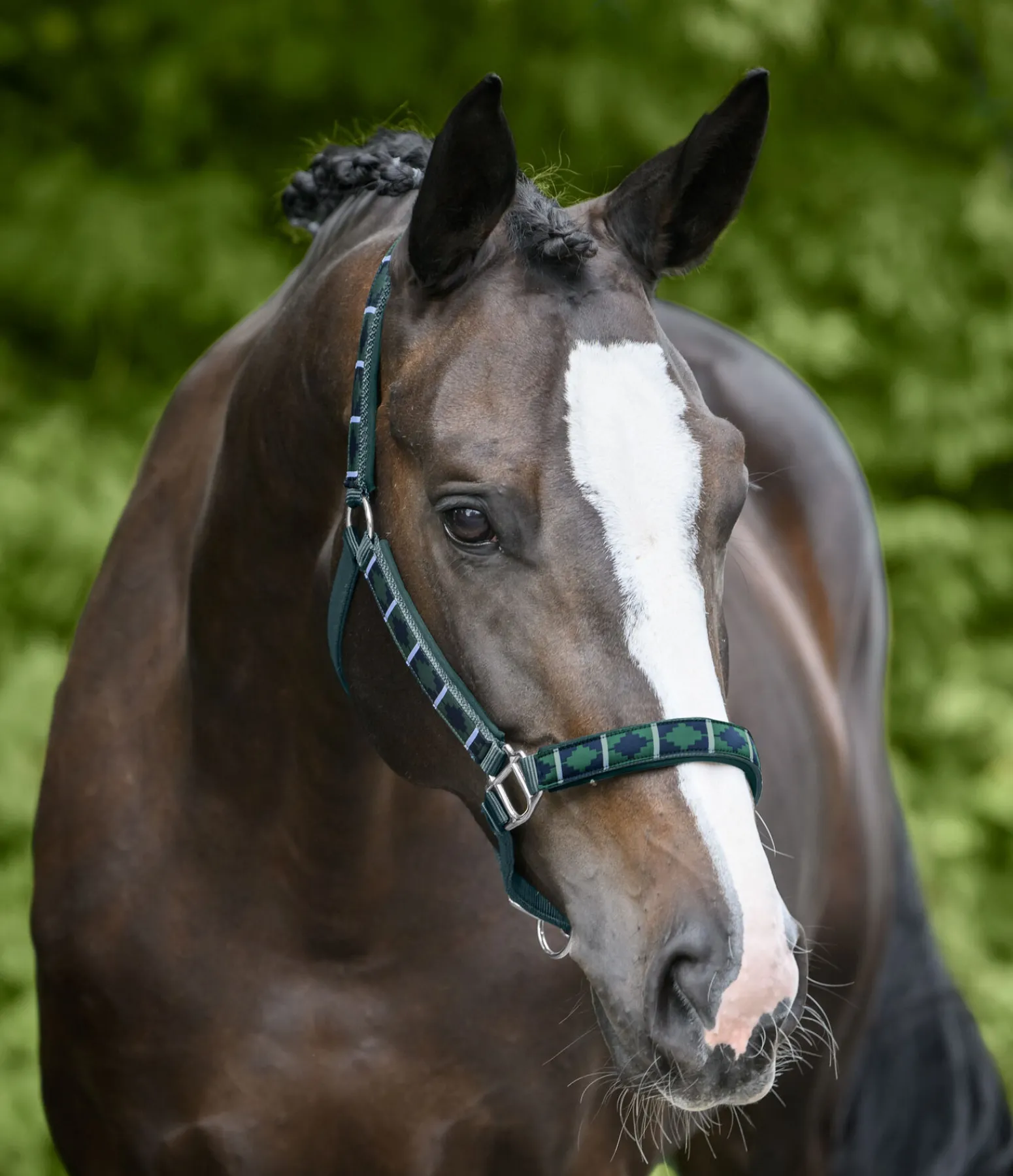 Best Licol tricolore Licols Pour Poneys & Poulains|Licols Synthétiques