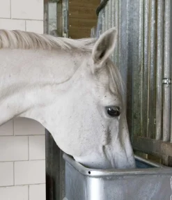 Discount Mangeoire rectangulaire Équipement Pour Le Box|Seaux & Mangeoires