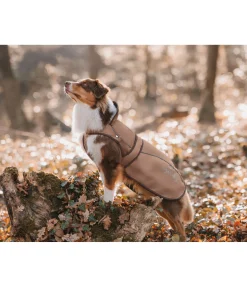 Outlet Manteau pour chien 2 en 1 Ally Manteaux De Pluie Sans Garnissage, 0G