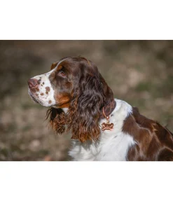 Médaille Safety Accessoires Pour Chien|Laisses Pour Chien