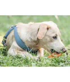 Sale Peau de tête de boeuf pour chien Articles À Mâcher & Friandises Pour Chien