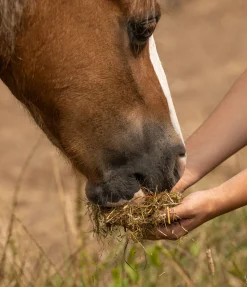 Hot Saveur des prés light Granulés & Fourrage