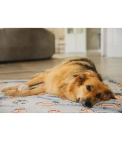 Tapis pour chien Glow in the Dark Couchages Pour Chien