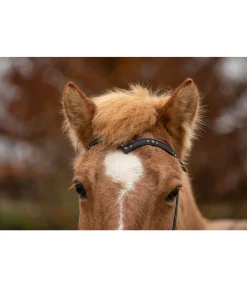Sale Têtière Bjarni Muserolle Française & Combinée