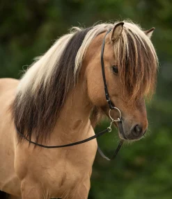 Online Têtière Gola Muserolle Française & Combinée